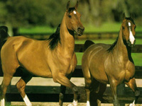Image chevaux